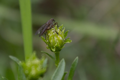 Rhagio