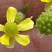 Prairie Buttercup - Photo (c) dianen5, some rights reserved (CC BY-NC), uploaded by dianen5
