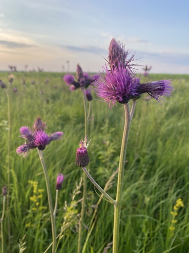 Cirsium rivulare, photograph 1
