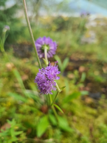 Devil's-bit Scabious