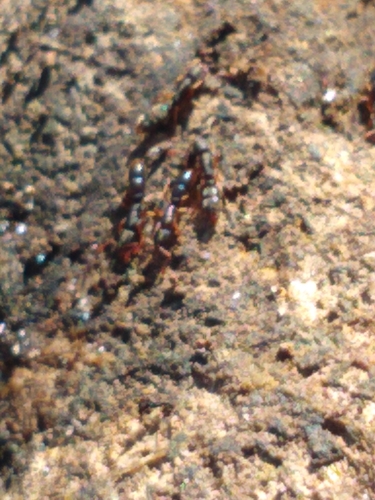 Common Porthole Ant photo 6