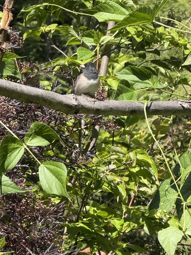 Dark-eyed Junco