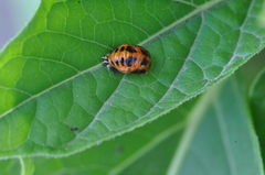 Harmonia axyridis