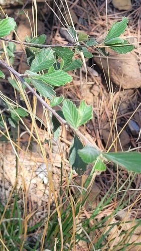 Alderleaf Mountain Mahogany