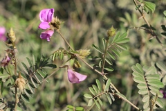 Tephrosia grandiflora