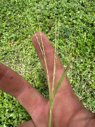 Digitaria ciliaris observed 2026-09-03