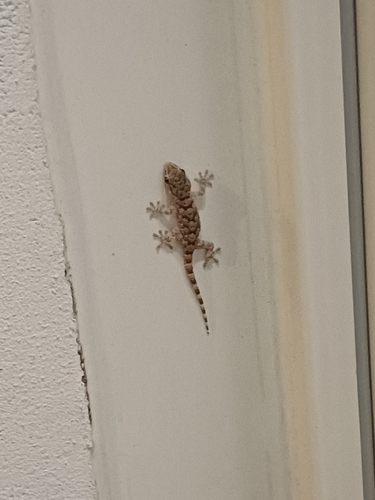 Moorish Gecko