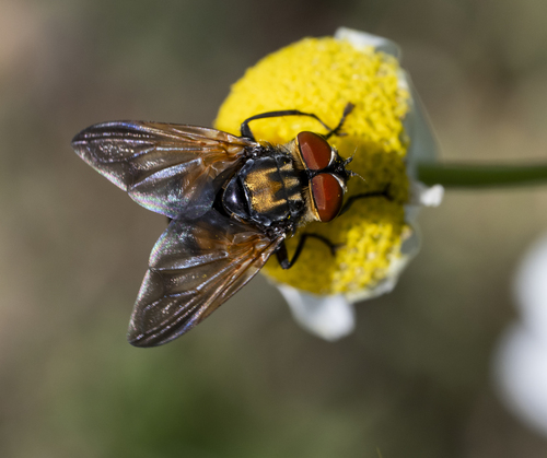 Phasia aurigera