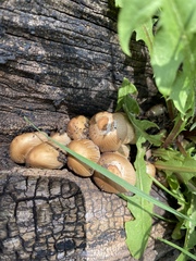 Psathyrellaceae