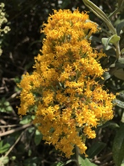 Llerasia lindenii