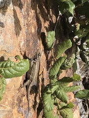 Sceloporus clarkii