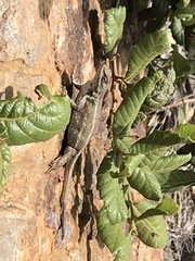 Sceloporus clarkii
