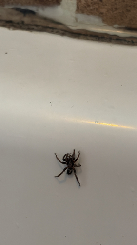 Eastern Parson Spider