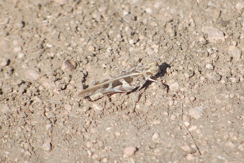 Hippopedon capito