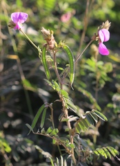 Tephrosia grandiflora