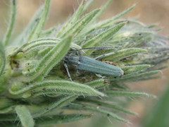 Phytoecia caerulescens