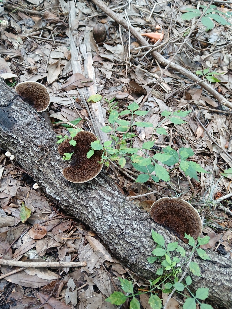 Hairy Hexagonia · September 2026 · photo: Photo: (c) xanderferret, some rights reserved (CC BY) · iNaturalist
