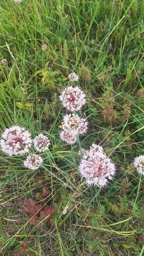 Allium suaveolens, photograph 6