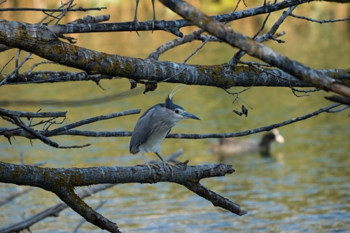 Black-crowned Night Heron