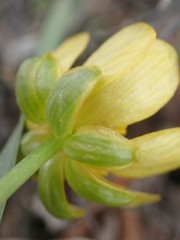 Ranunculus glaberrimus ellipticus