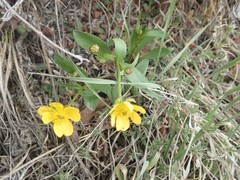 Ranunculus glaberrimus ellipticus