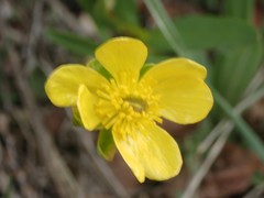Ranunculus glaberrimus ellipticus