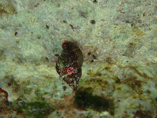 Leucozonia leucozonalis, 2026-09-03