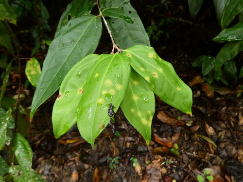 Rhodamnia sessiliflora observed 2026-09-02