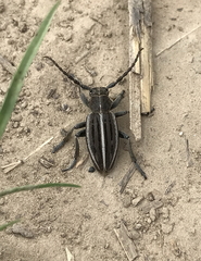 Dorcadion holosericeum