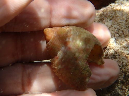 Tonna pennata observed 2026-09-03