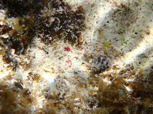 Morula ferruginosa, 2026-09-03