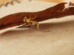 Toxotrypana curvicauda