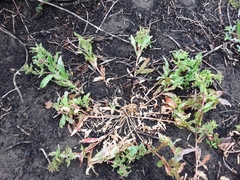 Camissoniopsis micrantha