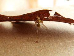 Toxotrypana curvicauda