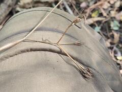 Chaerophyllum nodosum