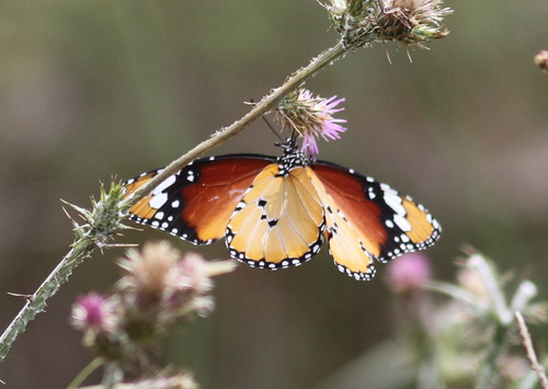 Danaus chrysippus