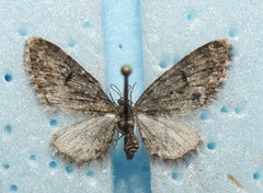 Eupithecia annulata