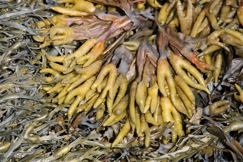 Fucus evanescens observed 2026-08-20