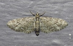 Eupithecia columbiata