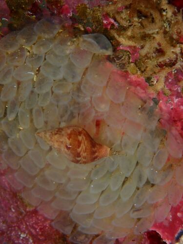 Fusitriton oregonensis observed 2026-09-01