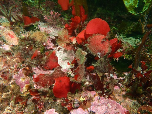 Opuntiella californica observed 2026-09-01
