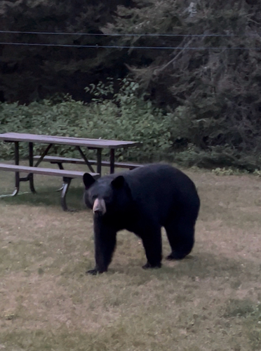 Black Bear sighting near Neys Provincial Park Rd