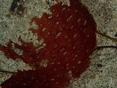 Sparlingia pertusa observed 2026-09-01