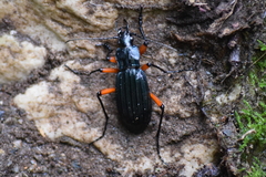 Carabus galicianus