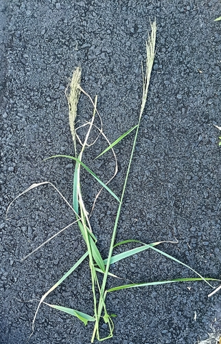 Digitaria insularis observed 2026-09-02