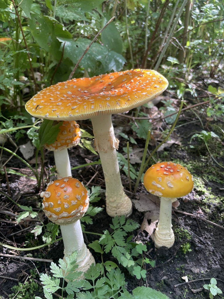 American Yellow Fly Agaric · September 2026 · photo: Photo: no rights reserved · iNaturalist