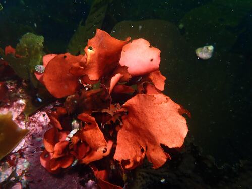 Opuntiella californica observed 2026-09-01