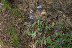 Phacelia breweri
