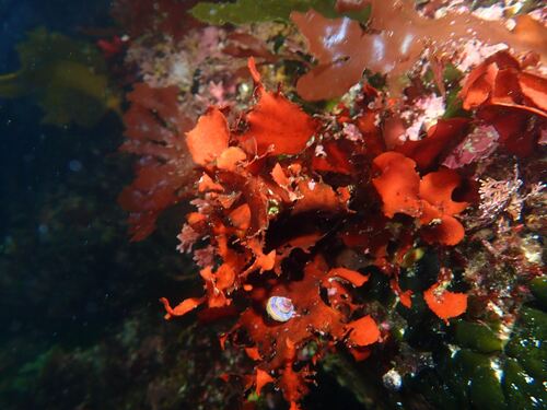 Opuntiella californica observed 2026-09-01
