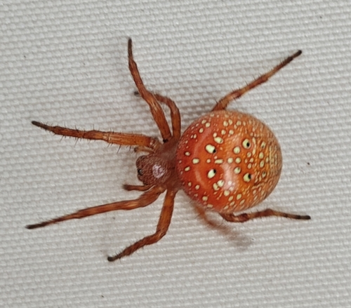 Strawberry Spider